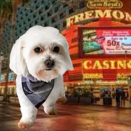 Monty - Maltipoo