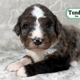 Tundra - Merle male Bernedoodle puppy in Milan, Indiana from Doodles & Spice