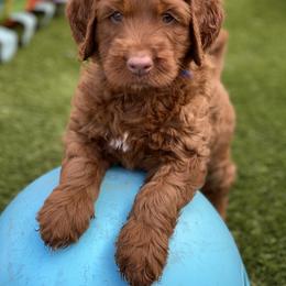 Australian Labradoodle Puppies from Cascade Canyon Labradoodles