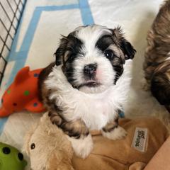 Archie - Brown male Shichon puppy in Pennsylvania from Manor Hills Shih Tzus