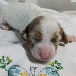 Quimby (3625) - Dapple female Dachshund puppy in Sonora, Kentucky from Maple Hill Miniature Dachshunds