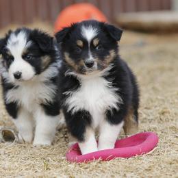 Out West Aussies breeder of Australian Shepherd