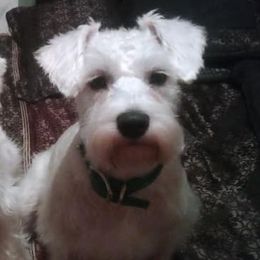 Miniature Schnauzers from Toni's Miniature Schnauzers