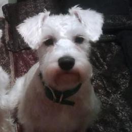 Miniature Schnauzers from Toni's Miniature Schnauzers