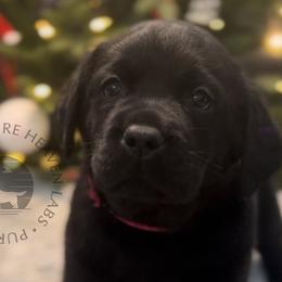 Holly - Black Labrador Retriever puppy in Camden, Tennessee from Pure Heaven Labs
