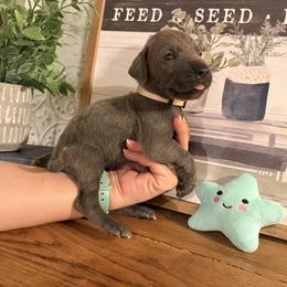 White Collar - Blue female Great Dane puppy in Carencro, Louisiana from Halsey Danes