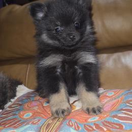 Hunnibunnies harmony - Black and tan female Pomeranian puppy in Cleveland, Ohio from Hunnibunnies