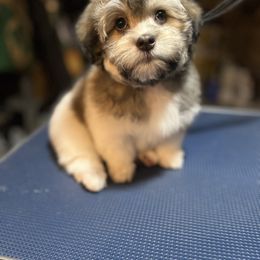 Havanese Puppies from Hoodview Havanese