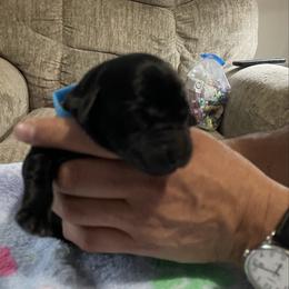 Diego - Black male Labrador Retriever puppy in Port Orchard, Washington from Lea's Labrador Retrievers