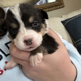 Ava Gardner - Black and tan female Pembroke Welsh Corgi puppy in Louisburg, North Carolina from Lucky Penny Corgis