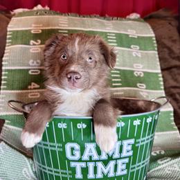 Jack Daniels - Red & white male Miniature Australian Shepherd puppy in California from Eagle River Aussies