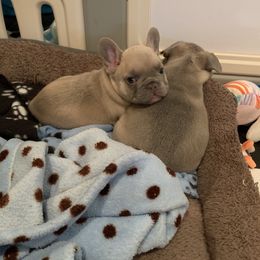 French Bulldog Puppies from LBL Frenchies
