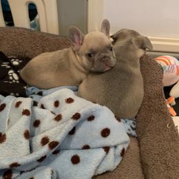 French Bulldog Puppies from LBL Frenchies