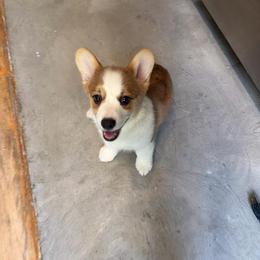 Rose Dew - Fawn female Pembroke Welsh Corgi puppy in New York, New York from Ad Astra NYC