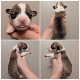 Usher - Sable and white male American Corgi puppy in Garrett, Indiana from Chloe's Colorful Corgis