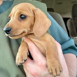Blondie - Red male Dachshund puppy in Brave, Pennsylvania from Nataly Rinkhoff