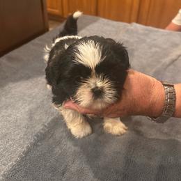 Puppy 1 - Black and white male Shih Tzu puppy in Martinton, Illinois from Iroquois River Beagles