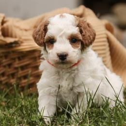 Zephyr - Parti female Poodle puppy in Nappanee, Indiana from Perfect Match Poodles