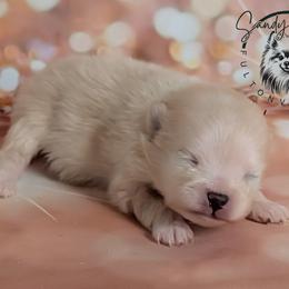Ivory - Cream female Pomeranian puppy in Fultonville, New York from Sandy Aussies & Pomeranians