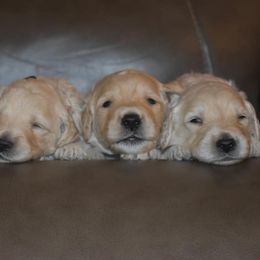 Goldendoodles from Sozo Goldendoodles