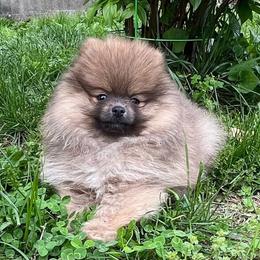 Petro - AKC Registered - Orange sable male Pomeranian puppy in Jefferson City, Missouri from MJ’s Pomeranians