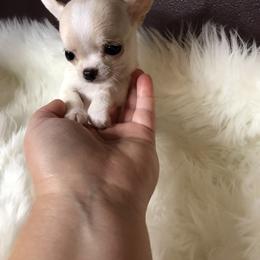 Chihuahua Puppies from Wild Prairie Chihuahuas