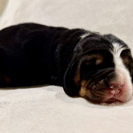Blitzen - Black white and brown male Basset Hound puppy in Hillsboro, West Virginia from Bear Foot Bassets Of West Virginia