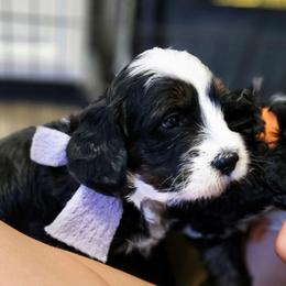 Emirates - Tri-color female Bernedoodle puppy in Flat Rock, North Carolina from Sukisdoodles