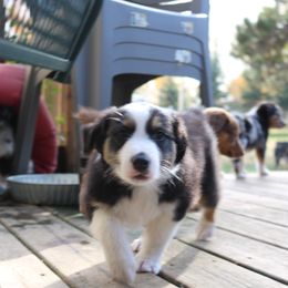 Australian Shepherd Puppies from Chippewa Falls Aussie Paws