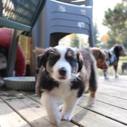 Australian Shepherd Puppies from Chippewa Falls Aussie Paws