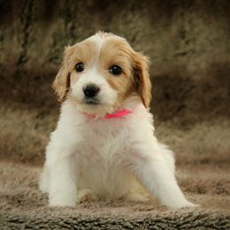 Gale - Apricot female Australian Labradoodle puppy in Stanwood, Washington from Victoria Creek Australian Labradoodles