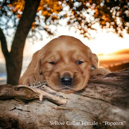 Golden Retriever Puppies from Studley Hill Goldens, LLC.