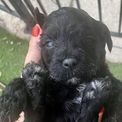 Patriot - Black Irish Doodle puppy in Dfw, Texas from Fife Doods