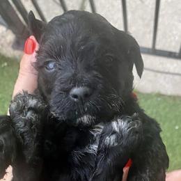 Patriot - Black Irish Doodle puppy in Dfw, Texas from Fife Doods