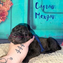 Captain Morgan - Tiger male Perro de Presa Canario puppy in Horizon, Texas from Mesquite Creek Kennels