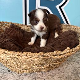 Red Tri girl blue eyes - Red tri female Toy Australian Shepherd puppy in Oklahoma City, Oklahoma from Faith River Aussies