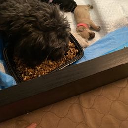 Schnoodle Puppies from Noodle Tings Puppies