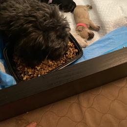 Schnoodle Puppies from Noodle Tings Puppies