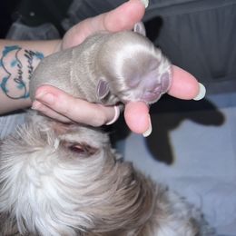 Shih Tzu Puppies from P&B Tzu Tribe