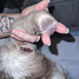 Shih Tzu Puppies from P&B Tzu Tribe
