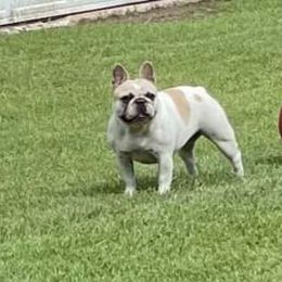 Hanna - French Bulldog