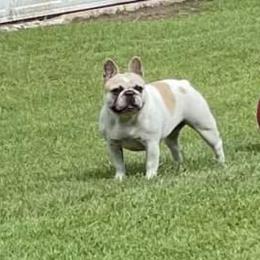 Hanna - French Bulldog