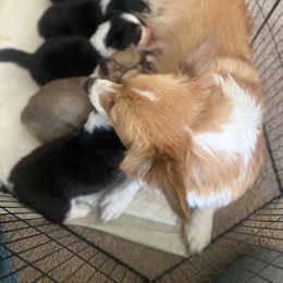 Pembroke Welsh Corgi Puppies from Ok Puppy Korral