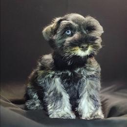 Bentley - Salt and pepper male Miniature Schnauzer puppy in Texas from Small Pawz Schnauzers