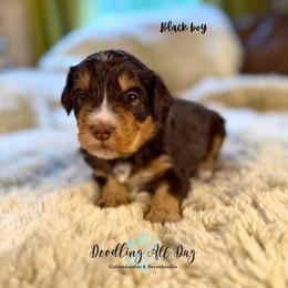 Black boy - Tri-color male Bernedoodle puppy in Valdese, North Carolina from Doodling All Day Goldendoodles