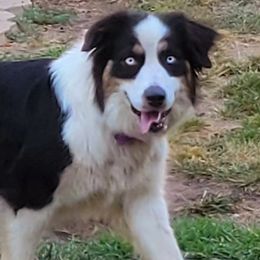 Dua - Australian Shepherd