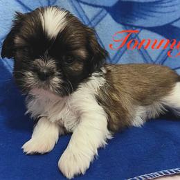 Tommy - Gold and white male Shih Tzu puppy in Hemet, California from Aloha Shih Tzu