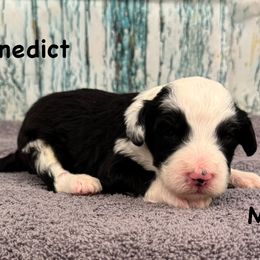 Benedict - Black and white male Sheepadoodle puppy in Taber, Idaho from Son of a Poodle Sheepadoodles