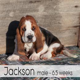 Jackson - Black white and brown male Basset Hound puppy in Jefferson City, Missouri from Triple Hill Farm