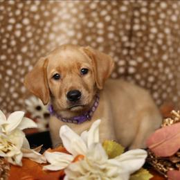 Goldie (Gold Nugget) - Yellow female Labrador Retriever puppy in Twin Falls, Idaho from Whispering White Pines Labradors